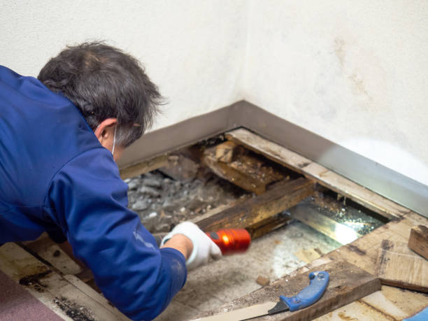 Best Black Mold Removal  in Harbor Hills, OH
