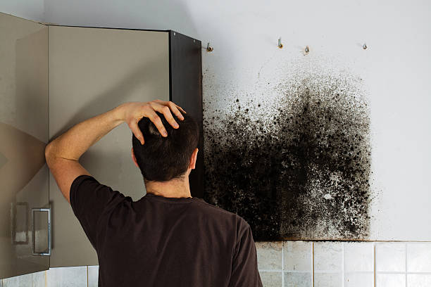 Best Local Mold Removal Service  in Harbor Hills, OH