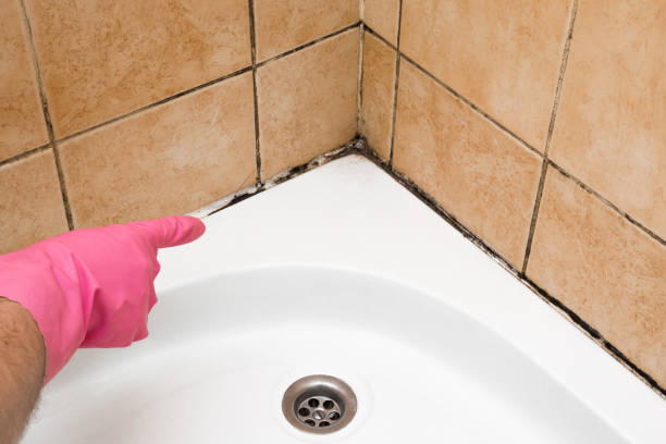 Best Home Mold Removal  in Harbor Hills, OH